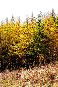 中国北方秋天发黄的草甸和整齐挺拔的松树林