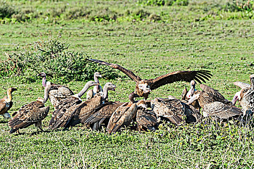 粗毛秃鹫,兀鹫,塞伦盖蒂,坦桑尼亚,非洲