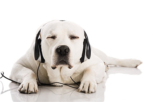 狗,音乐