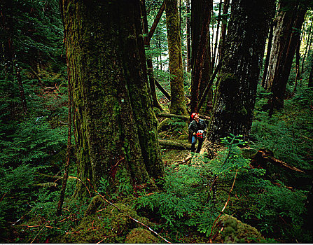 伐木,不列颠哥伦比亚省,加拿大