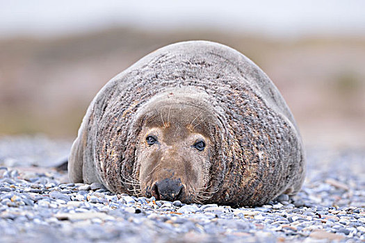 灰海豹,雄性动物,躺着,海滩,石荷州,德国,欧洲