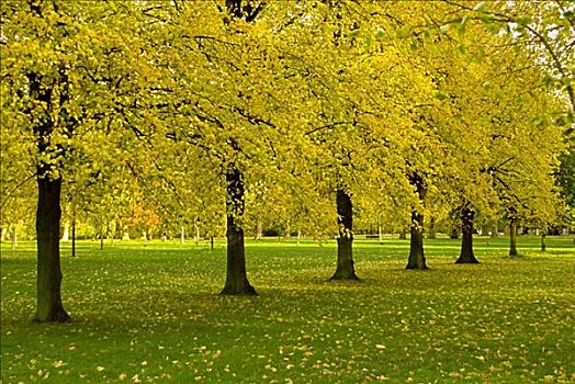 树,公园,高,伦敦,英格兰