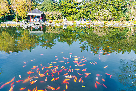 杭州西湖景区花港观鱼