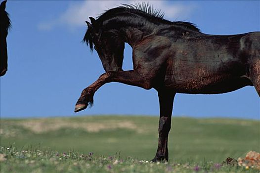 马,幼兽,黑色,种马,姿势,挑战,普赖尔山野马放牧区,蒙大拿