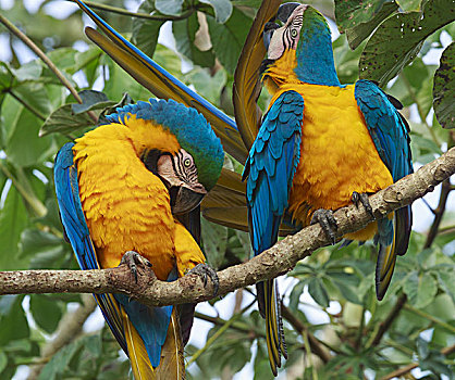 金刚鹦鹉,潘塔纳尔,巴西