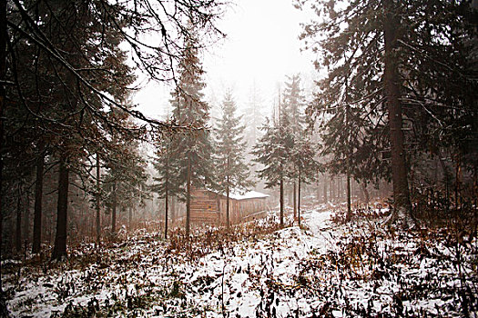 积雪,树林,小屋,雾气,乡村,俄罗斯