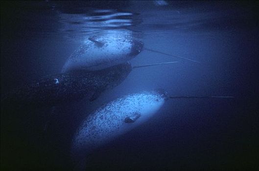 独角鲸,一角鲸,水下,巴芬岛,加拿大