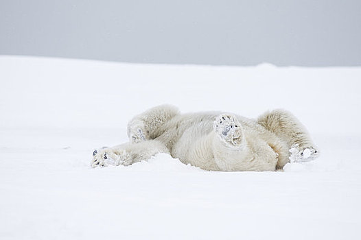幼兽,北极熊,公猪,雪地,冰冻,向上,区域,北极圈,国家野生动植物保护区,阿拉斯加