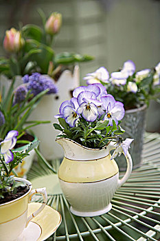 春花,罐,花园桌