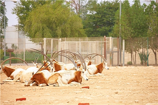 长角羚羊,动物园