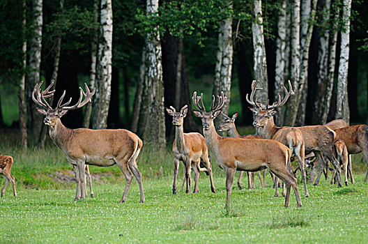 红鹿,马鹿,狩猎场改变所有哈瑙,黑森,德国