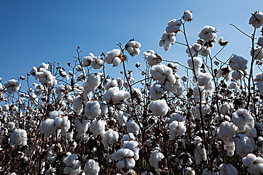 地点,棉花,丰收,就绪,英格兰,阿肯色州,美国