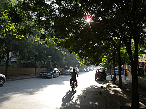 北戴河,树木,街道,道路,风景,安静,绿化