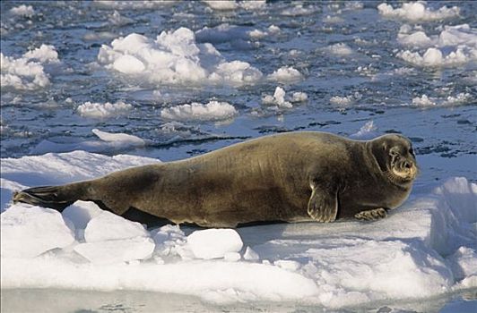 髯海豹,躺着,冰,斯匹次卑尔根岛