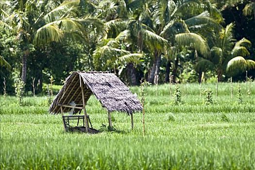 草屋,稻田,印度尼西亚,亚洲