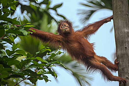 猩猩,幼小,树,进食,树叶,新加坡,亚洲