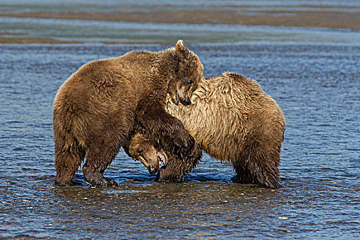 大灰熊,棕熊,幼兽,打闹,浅水,克拉克湖,国家公园,阿拉斯加