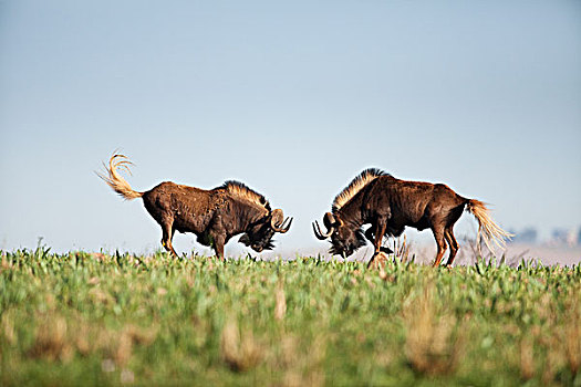 黑色,角马,打斗,自然保护区,南非