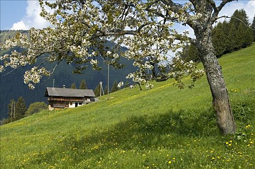 春天,高山牧场,木房子,瓦莱,瑞士