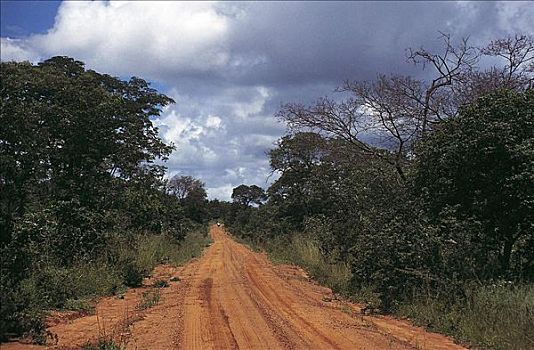 道路,沙,灌木,津巴布韦,非洲