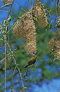 金色,织布鸟,成年,坦桑尼亚
