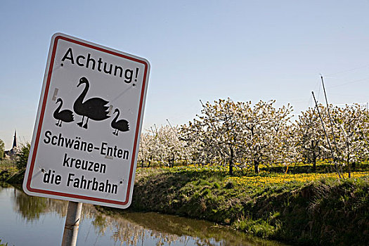 签到,德国,天鹅,花,樱桃树,陆地,区域,下萨克森,德国北部,欧洲