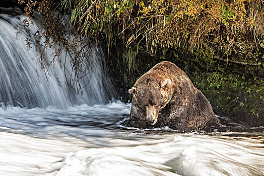 棕熊,溪流,秋天,卡特麦国家公园,保存,阿拉斯加,半岛,西部,美国