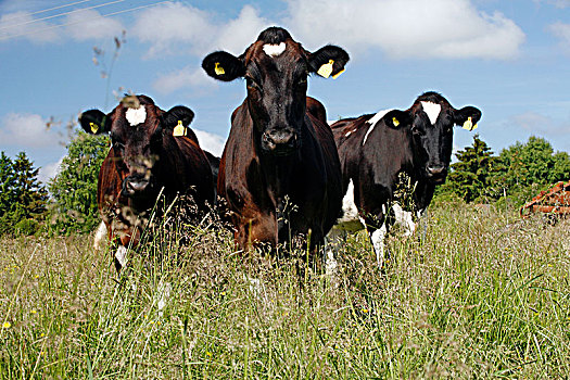 母牛,草,瑞典