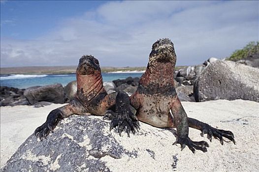 海鬣蜥,伴侣,加拉帕戈斯群岛,厄瓜多尔