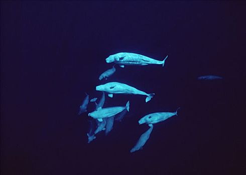 白鲸,水下,兰开斯特海峡,加拿大