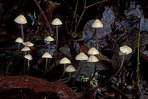 特写,蘑菇,国家野生动植物保护区,俄勒冈,美国