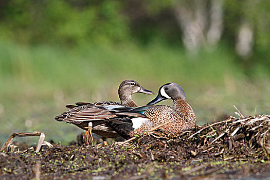 蓝翅鸭,鸭属,雌性,巢,新斯科舍省,加拿大