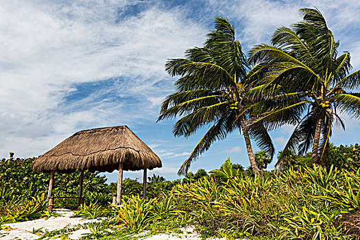 椰树,茅草屋顶,蔽护,海滩,云,蓝天,墨西哥