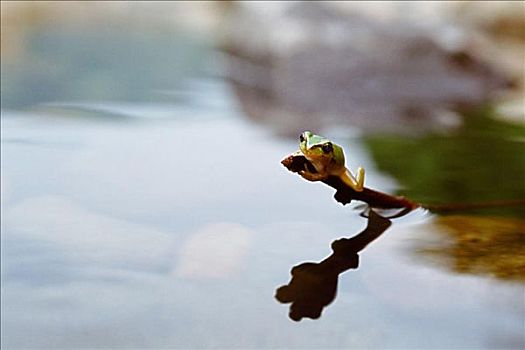 青蛙,水