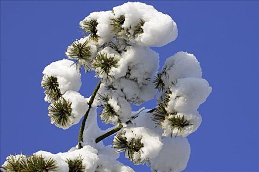 积雪,枝条,松树,冬天,松属,丹麦,欧洲