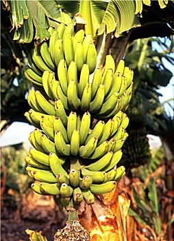 芭蕉属植物,特内里费岛