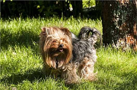 约克郡犬,花园