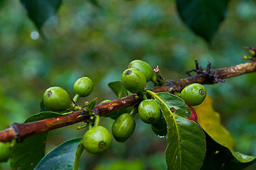 咖啡,阿拉伯咖啡,浆果,靠近,哈根,西高地,省,巴布亚新几内亚,大洋洲