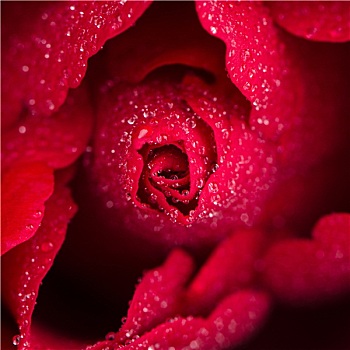 红玫瑰,花