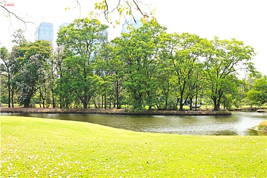 绿色,城市公园