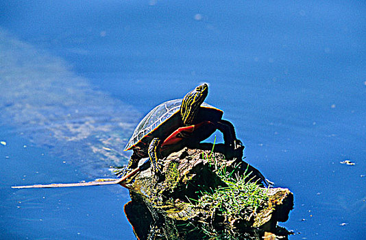 西部,锦龟,不列颠哥伦比亚省,加拿大