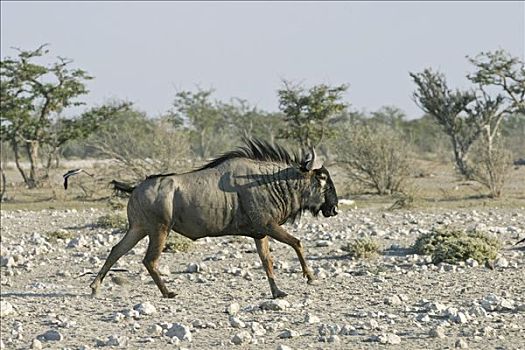 蓝角马,角马,埃托沙国家公园,非洲,纳米比亚
