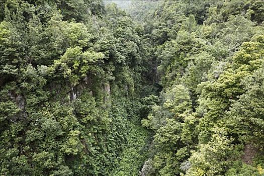 峡谷,月桂树,树林,靠近,帕尔玛,加纳利群岛,西班牙