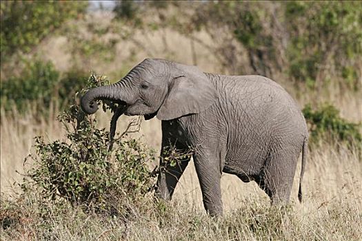 非洲象,幼兽,灌木,马赛马拉,肯尼亚