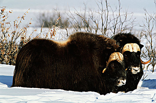 美国,阿拉斯加,北方,斜坡,北极国家野生动物保护区,麝牛,公牛,站立,雪中,大幅,尺寸