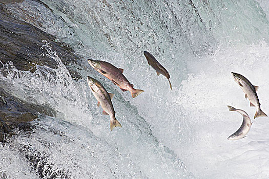 红大马哈鱼,红鲑鱼,群,跳跃,向上,瀑布,溪流,卡特麦国家公园,阿拉斯加