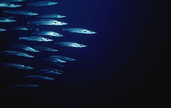 梭鱼,鱼群,巴布亚新几内亚