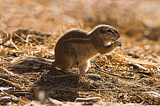 地松鼠,南非地松鼠,觅食,国家公园,纳米比亚