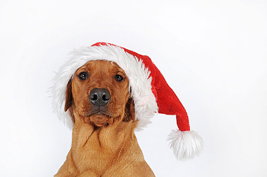 拉布拉多犬,黄色,年轻,雄性,圣诞帽,棚拍,抠像,白色背景,奥地利,欧洲