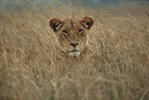 非洲狮,狮子,雌性,保护色,草丛,塞伦盖蒂国家公园,坦桑尼亚